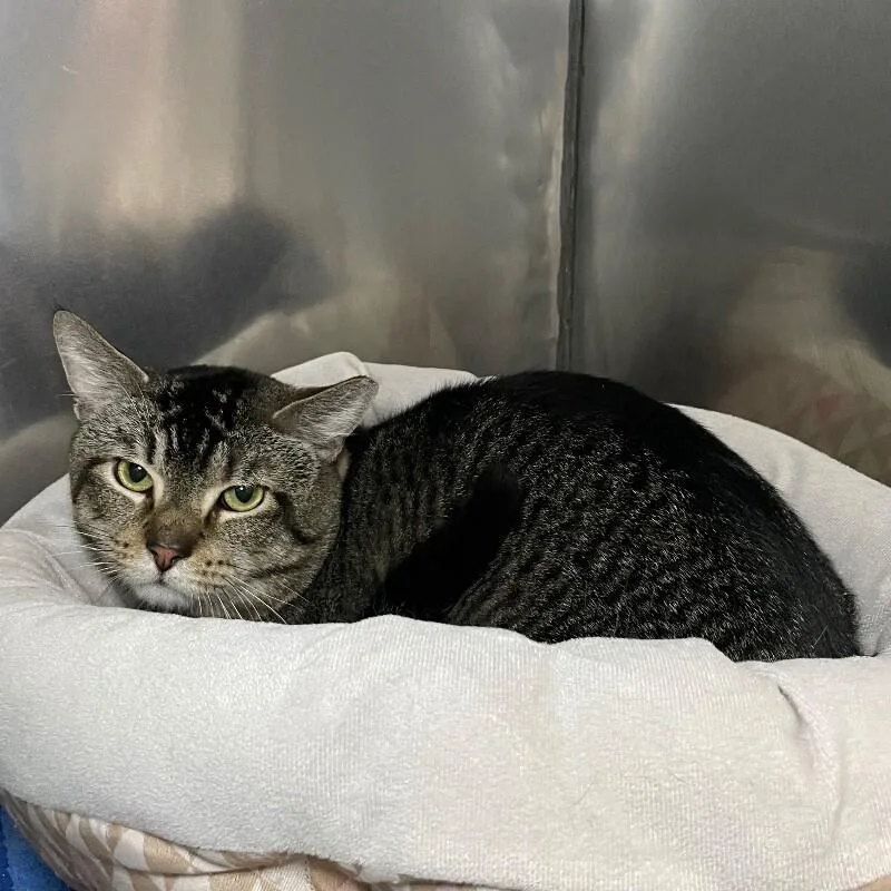 An adult medium-sized male Domestic Short Hair cat named Buddha for adoption in Roanoke, VA