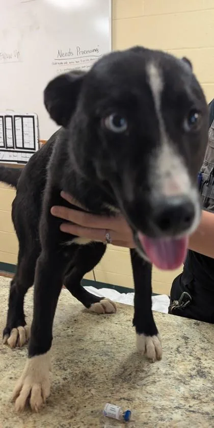 A baby medium-sized female Shepherd dog named Deedee for adoption in Independence, MO