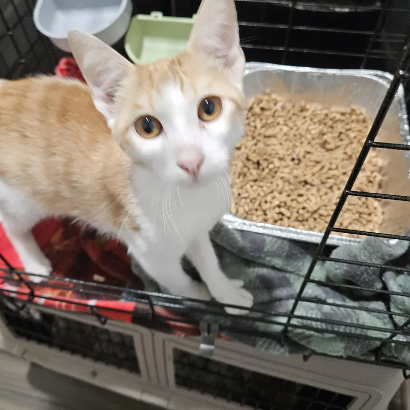 A baby medium-sized male Domestic Short Hair cat named Nugget for adoption in Pottsboro, TX