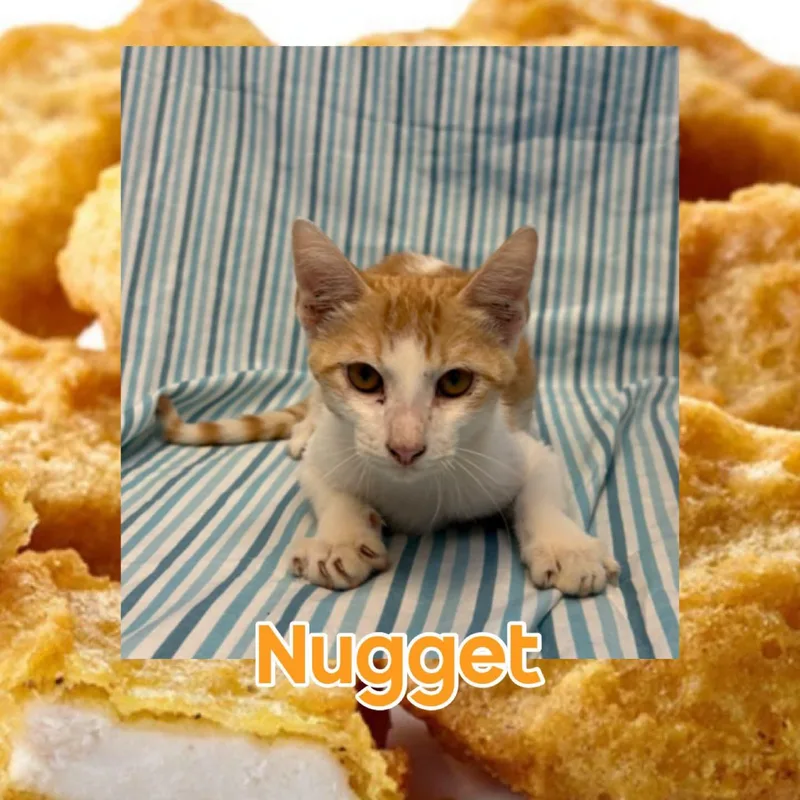 Nugget thumbnail 2