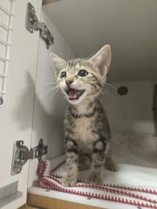 A baby small-sized female Domestic Short Hair cat named Thyme for adoption in Savannah, GA