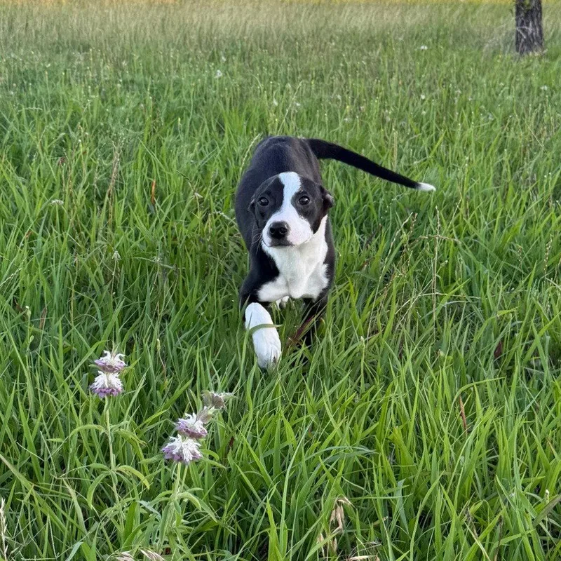 A young small-sized male Boston Terrier dog named Josh for adoption in Bloomfield, CT