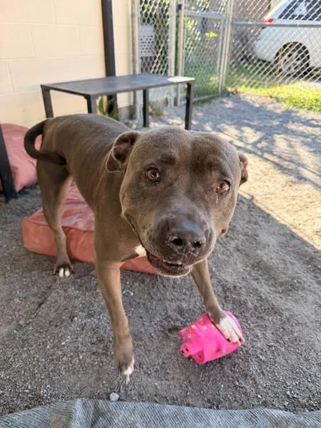 An adult large-sized female Pit Bull Terrier dog named Gloria for adoption in Morristown, TN