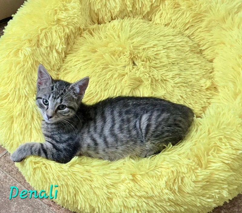 A baby medium-sized female Domestic Short Hair cat named Denali for adoption in Penndel, PA