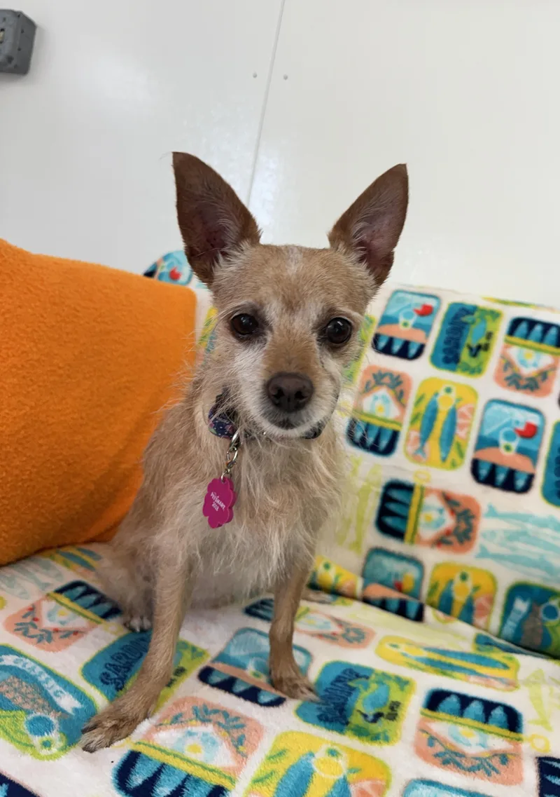 A senior small-sized female Rat Terrier dog named Delilah for adoption in Indianapolis, IN