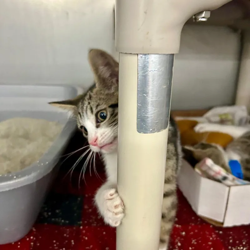 A baby small-sized male Brown / Chocolate Domestic Short Hair cat named Montclair for adoption in Hamburg, NY