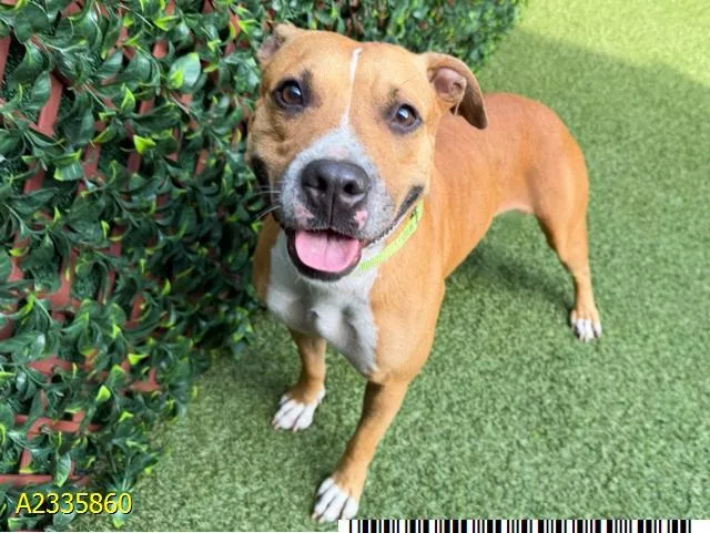 A young medium-sized female Mixed Breed dog named Ember for adoption in West Palm Beach, FL