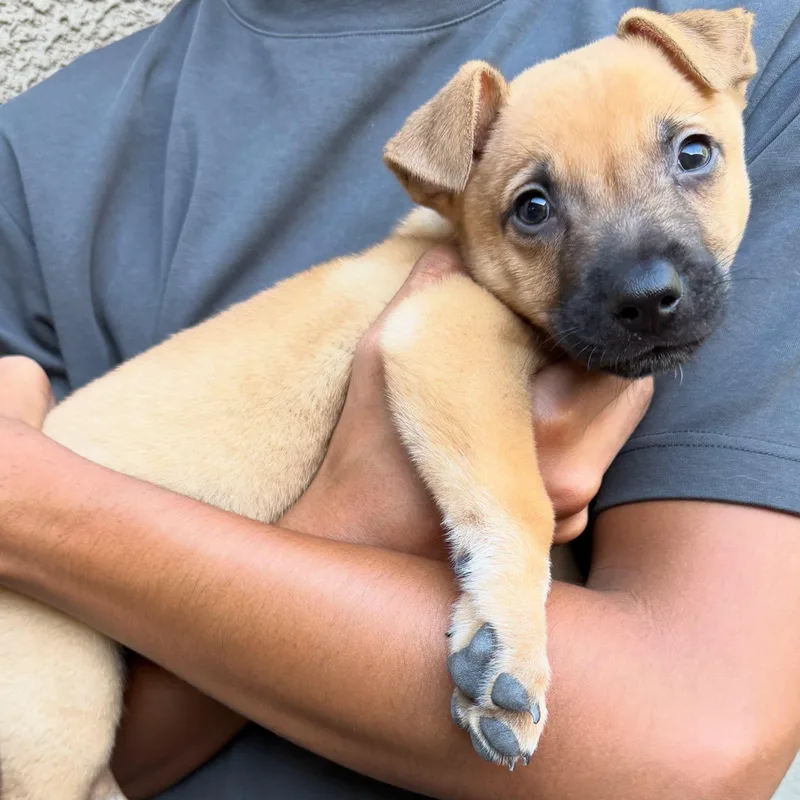 A baby medium-sized male Mixed Breed dog named Rotisserie chicken for adoption in Henderson, NV