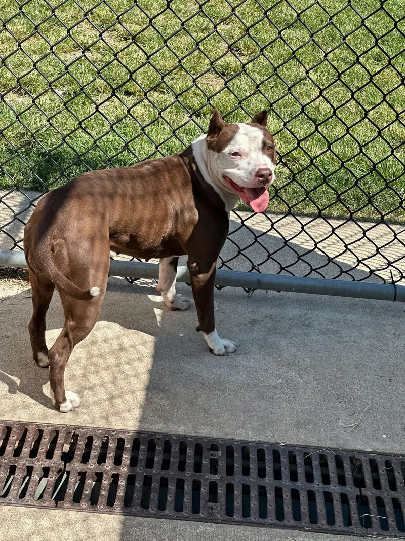 An adult medium-sized female Brown / Chocolate Pit Bull Terrier dog named Tiffany for adoption in Chicago, IL