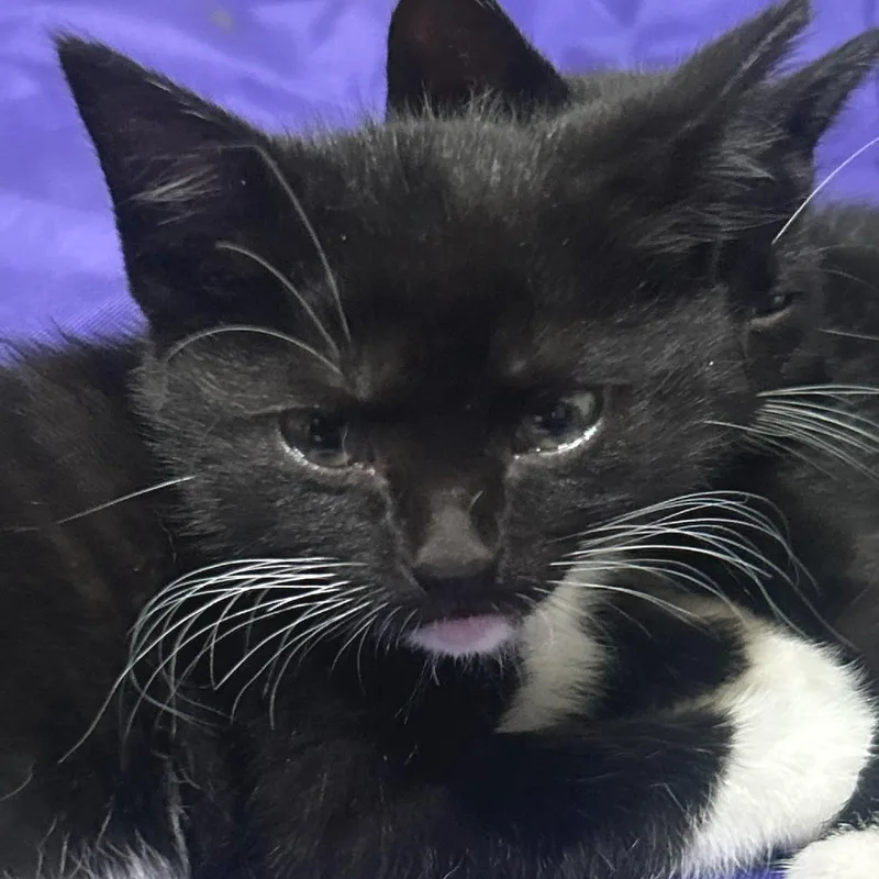 A baby small-sized female Domestic Short Hair cat named Sophia for adoption in Cumming, GA