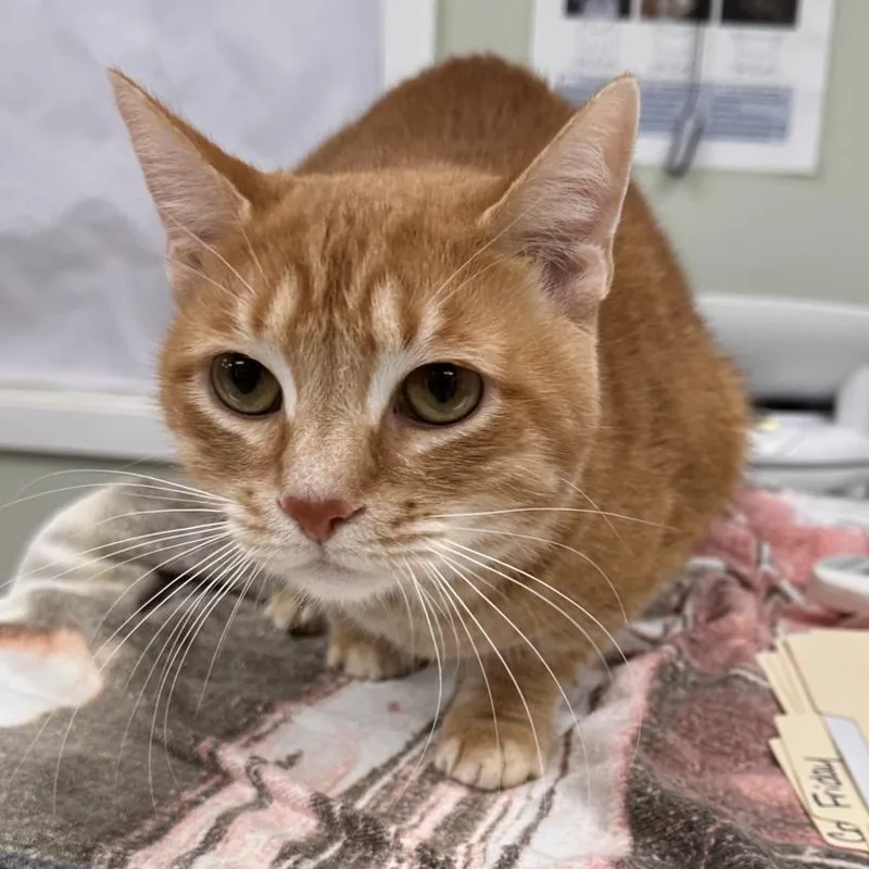 An adult large-sized male Orange / Red Domestic Short Hair cat named Friday for adoption in East Smithfield , PA