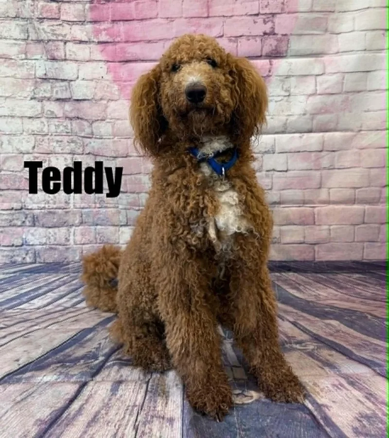 Teddy thumbnail 2