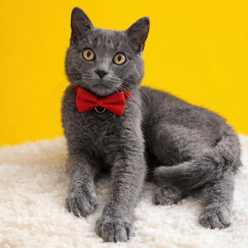 A young small-sized female Gray / Blue / Silver Domestic Short Hair cat named Sesame for adoption in Binghamton, NY