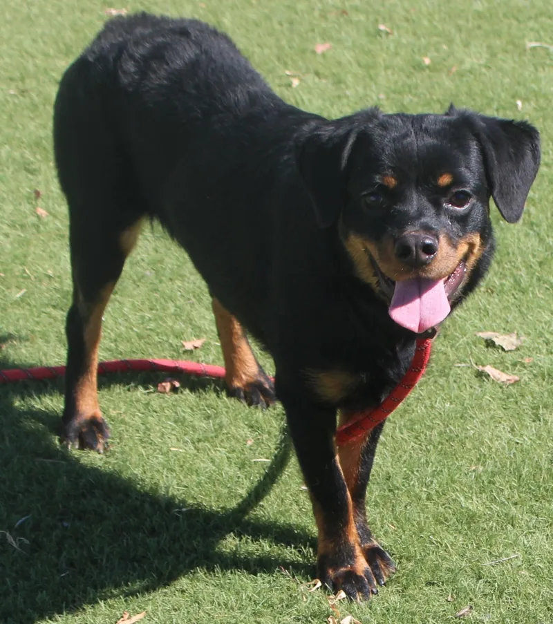 An adult medium-sized female Rottweiler dog named Prosperity for adoption in Wasco, CA