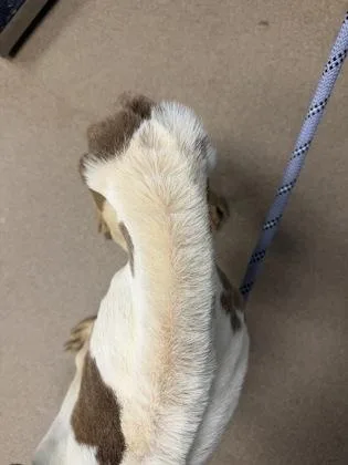 A young medium-sized female Mixed Breed dog named Lylanna for adoption in Chamblee, GA