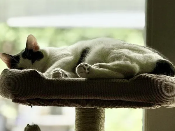 An adult large-sized male Domestic Short Hair cat named Franklin for adoption in San Diego, CA