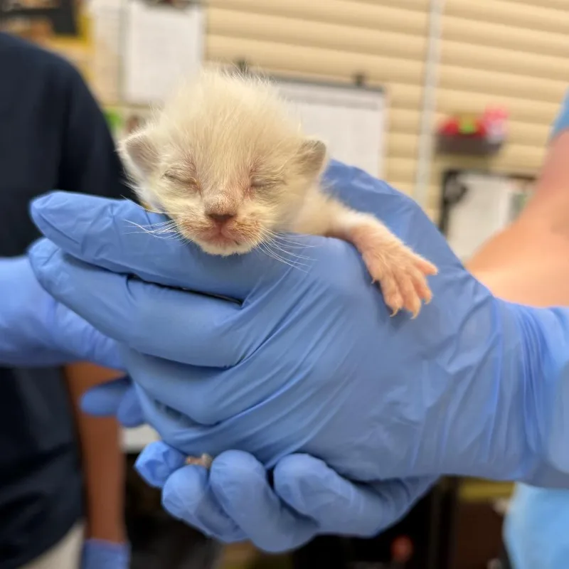 A baby small-sized female White Domestic Short Hair cat named Glinda for adoption in Lynchburg, VA
