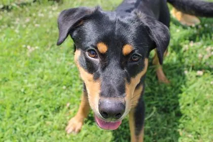 An adult medium-sized male Mixed Breed dog named Rover for adoption in Kansas City, MO