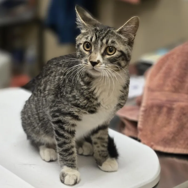 A baby medium-sized female Gray / Blue / Silver Domestic Short Hair cat named Danielle for adoption in Wickenburg, AZ