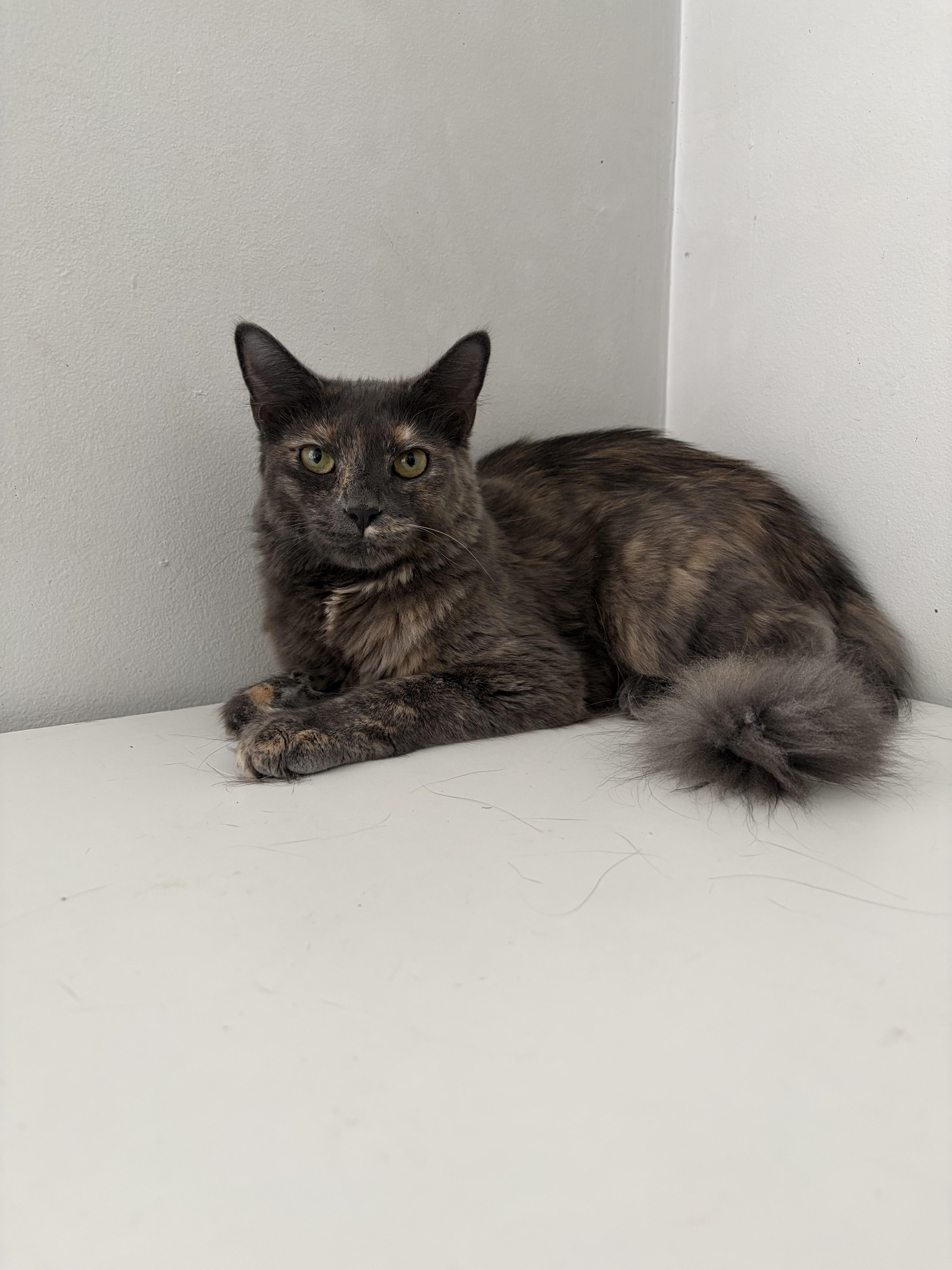An adult medium-sized female Dilute Tortoiseshell Domestic Medium Hair cat named Feathertail for adoption in Roanoke, VA