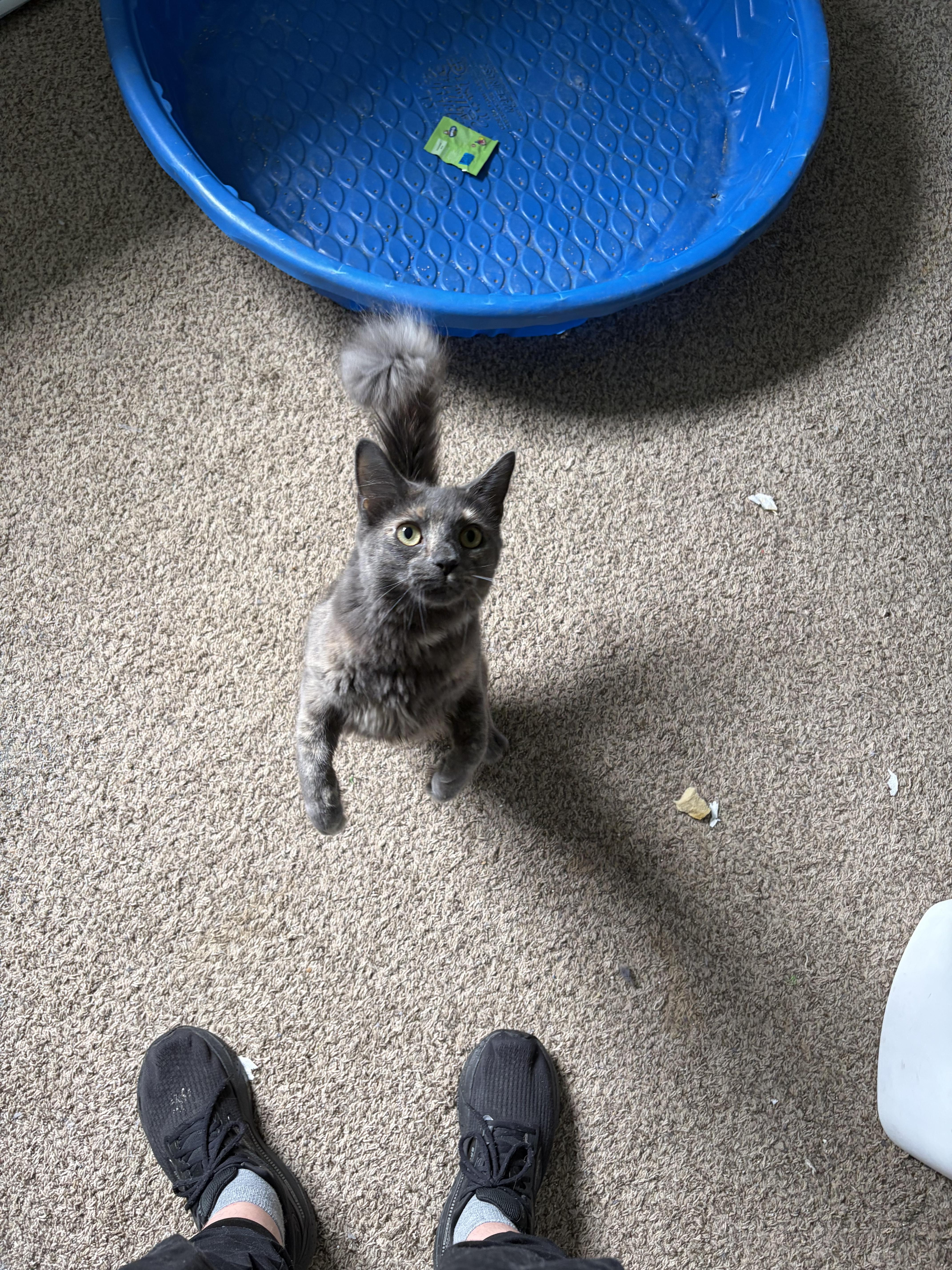 Feathertail thumbnail 4