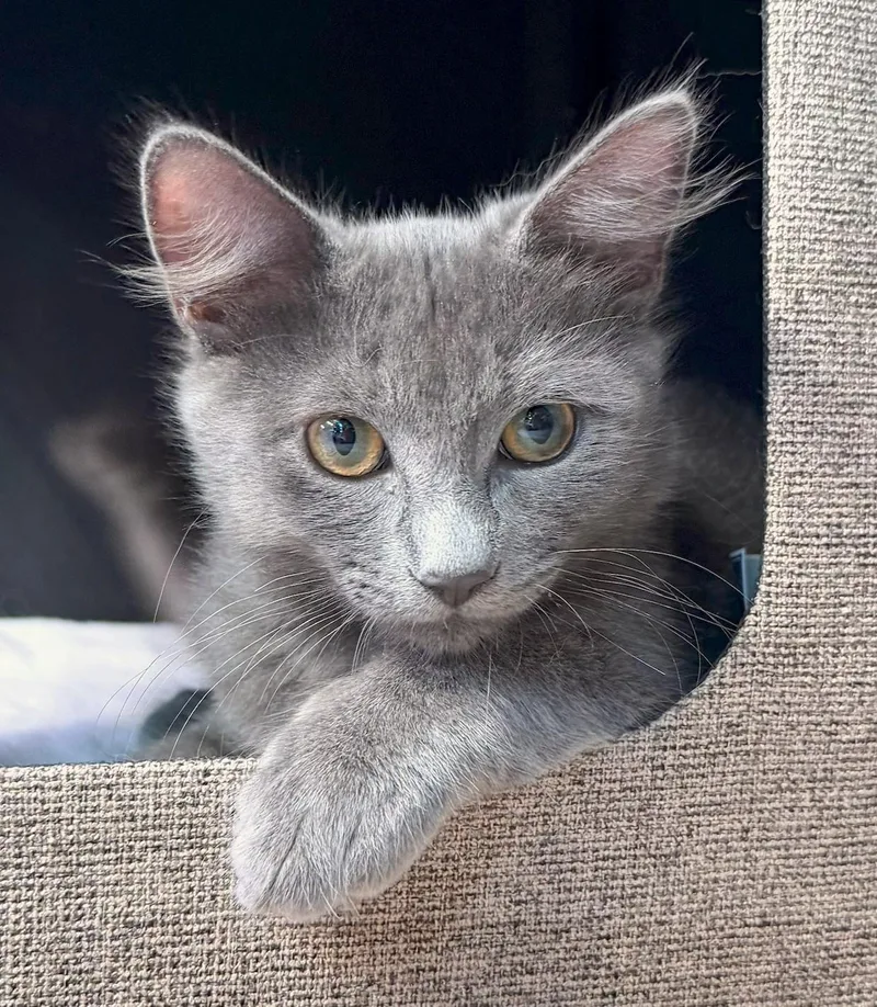 A baby medium-sized male Gray / Blue / Silver Domestic Short Hair cat named Mr Red for adoption in Mission Viejo, CA
