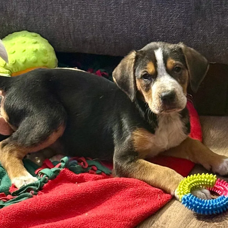 A baby medium-sized male Black Mixed Breed dog named Stink for adoption in Cincinnati, OH