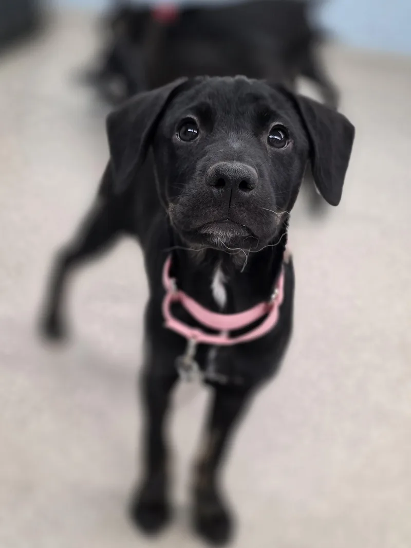 A baby medium-sized female Black Labrador Retriever dog named Sally for adoption in Wayne, NJ
