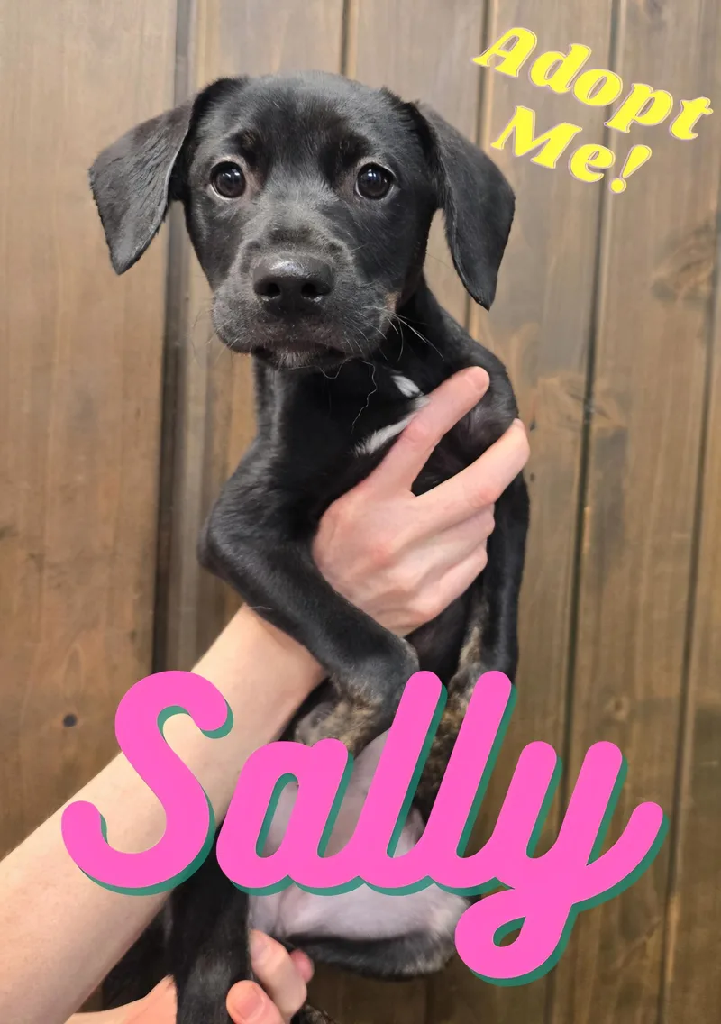 Sally thumbnail 4