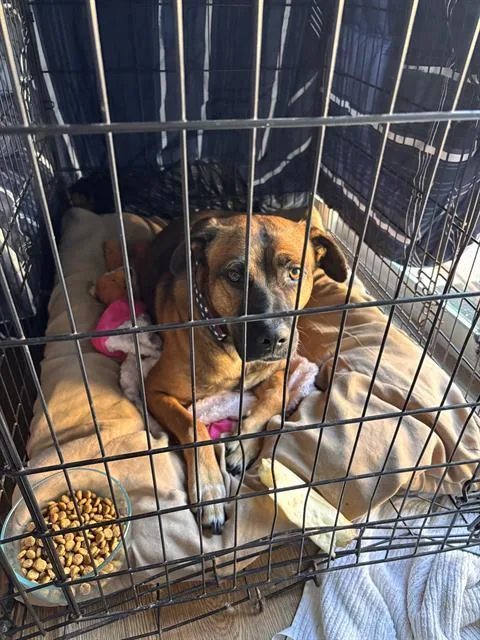 A young large-sized male Pit Bull Terrier dog named Houston for adoption in Bakersfield, CA