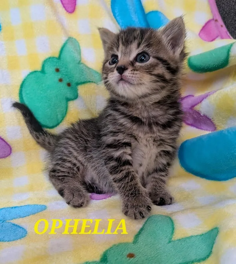 A baby small-sized female Domestic Short Hair cat named Ophelia for adoption in Chalfont, PA