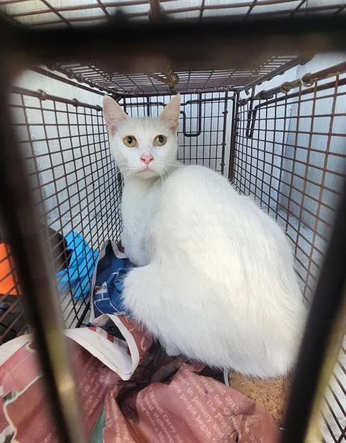 A young medium-sized female Domestic Short Hair cat named A for adoption in San Antonio, TX