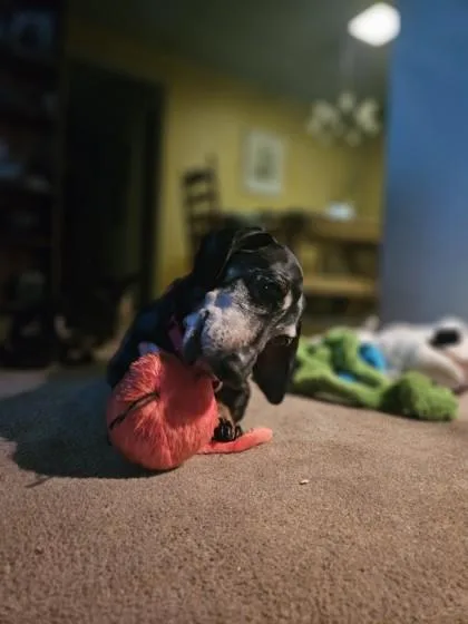 Cooper thumbnail 2