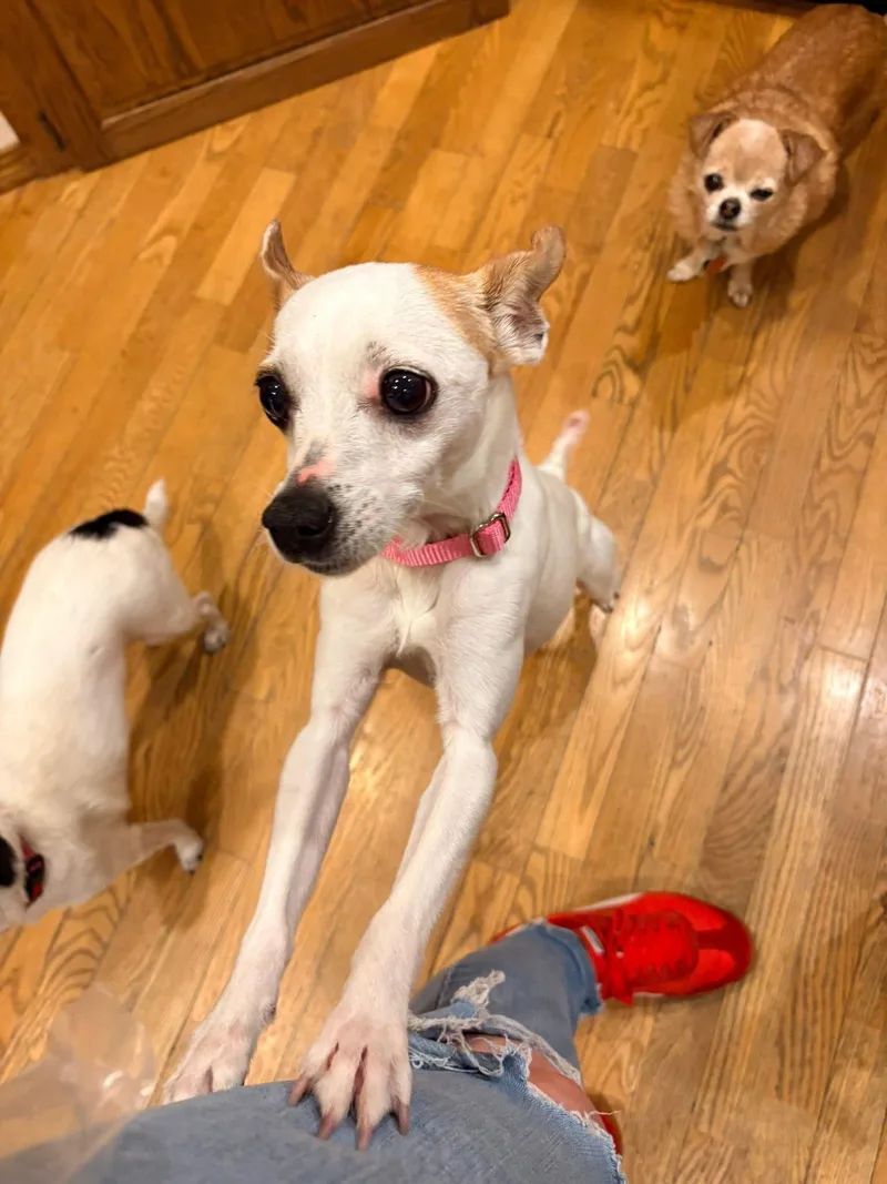 Francine thumbnail 2