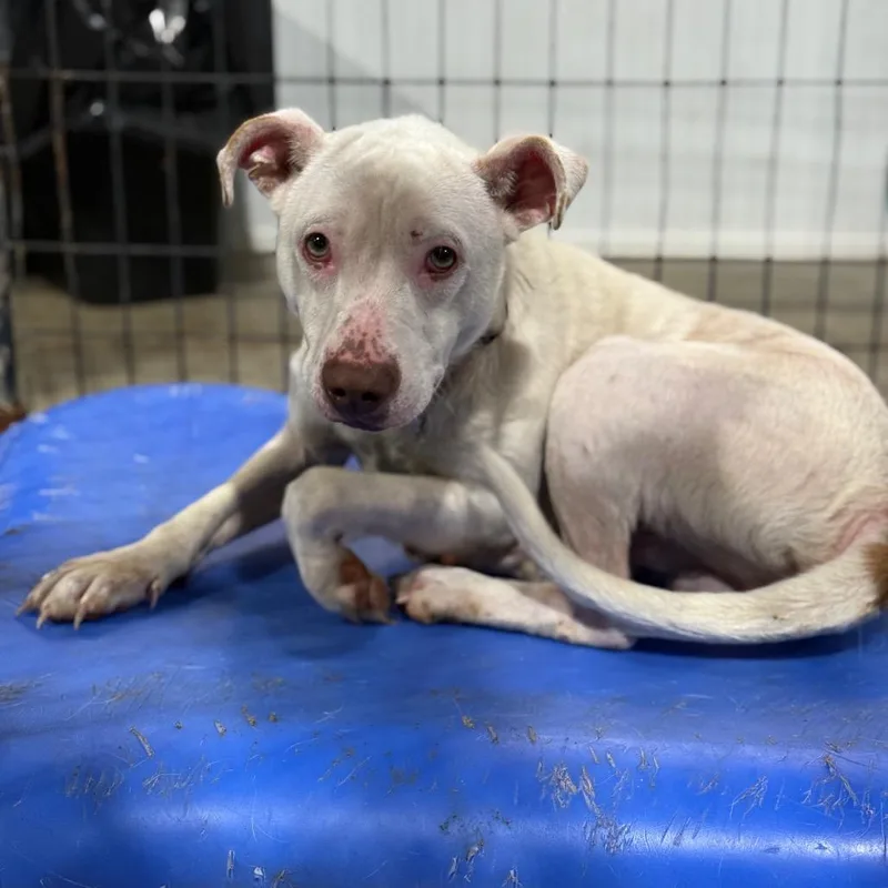 An adult medium-sized male Pit Bull Terrier dog named Zane for adoption in Fort Smith, AR