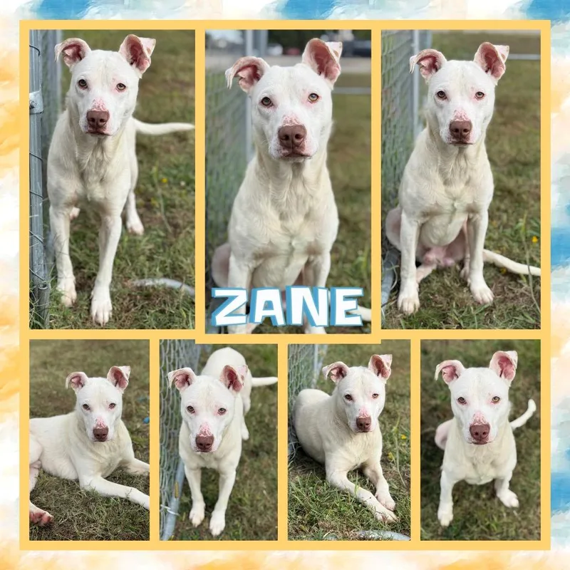 Zane thumbnail 2