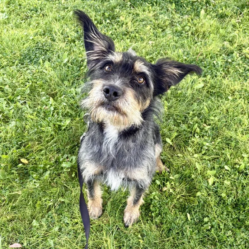 A young medium-sized female Mixed Breed dog named Mina for adoption in Glenwood Springs, CO