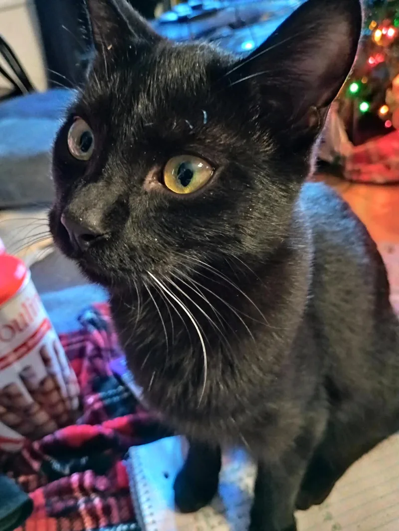 A young medium-sized male Domestic Short Hair cat named Marcel for adoption in Piedmont, MO