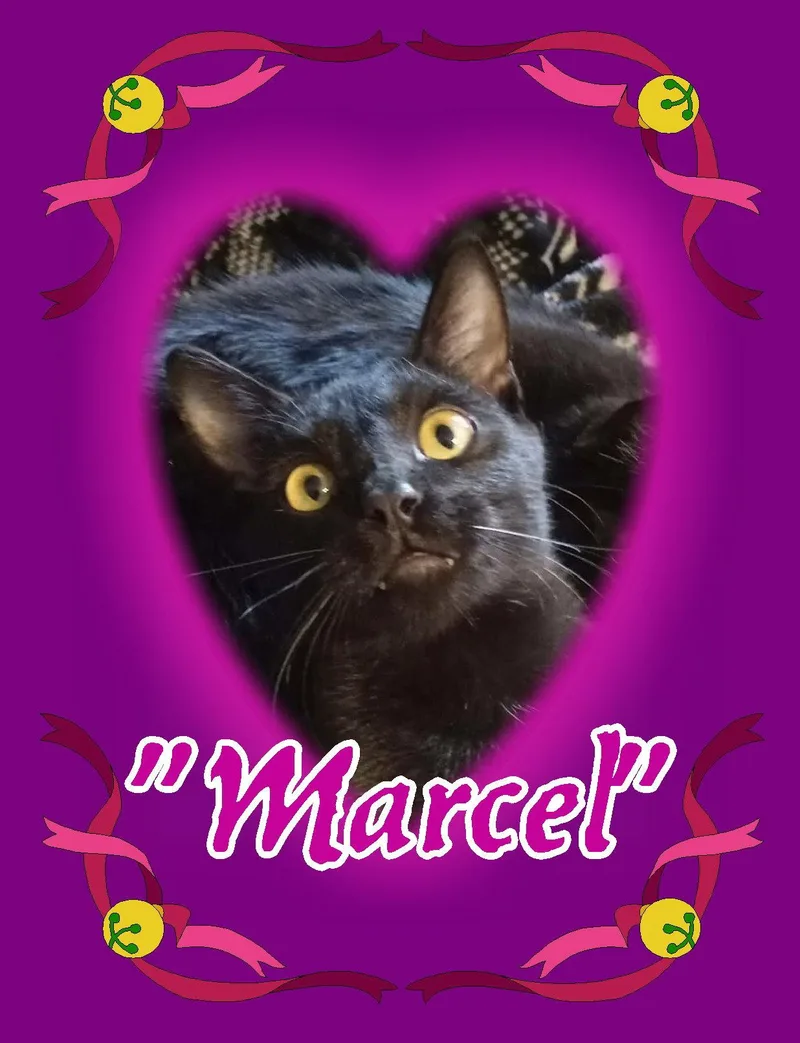Marcel thumbnail 3