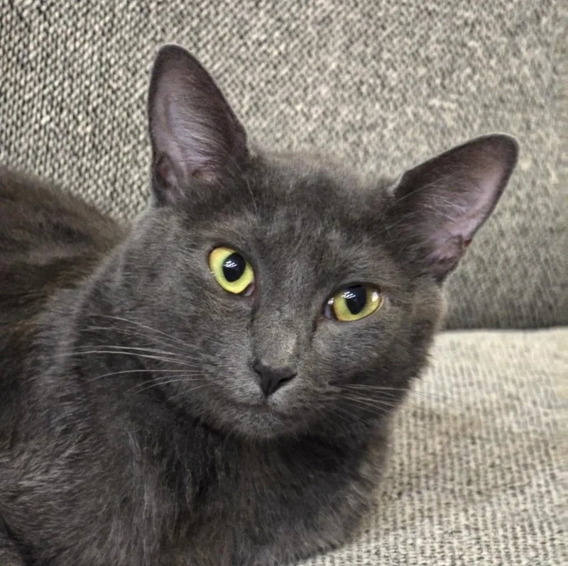 An adult small-sized female Gray / Blue / Silver Domestic Short Hair cat named Pearl for adoption in Orlando, FL