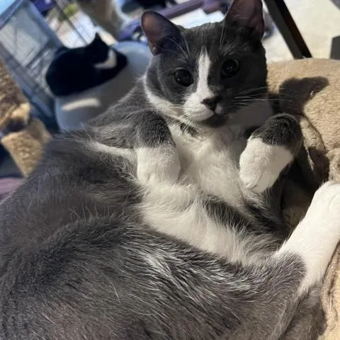 An adult large-sized female Domestic Short Hair cat named Asher for adoption in Davie, FL