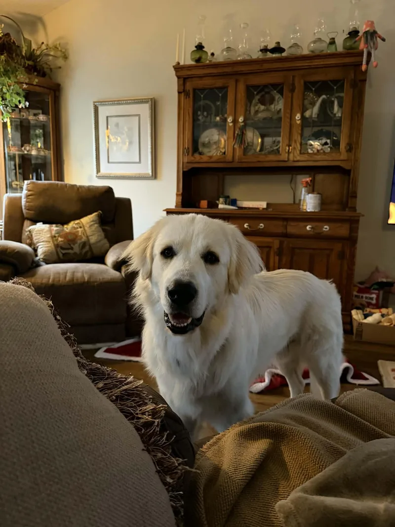 A young large-sized male Great Pyrenees dog named Fin for adoption in Winder, GA