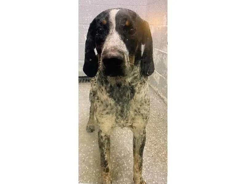 A young large-sized male Bluetick Coonhound dog named Little Boy Blue for adoption in Leawood, KS