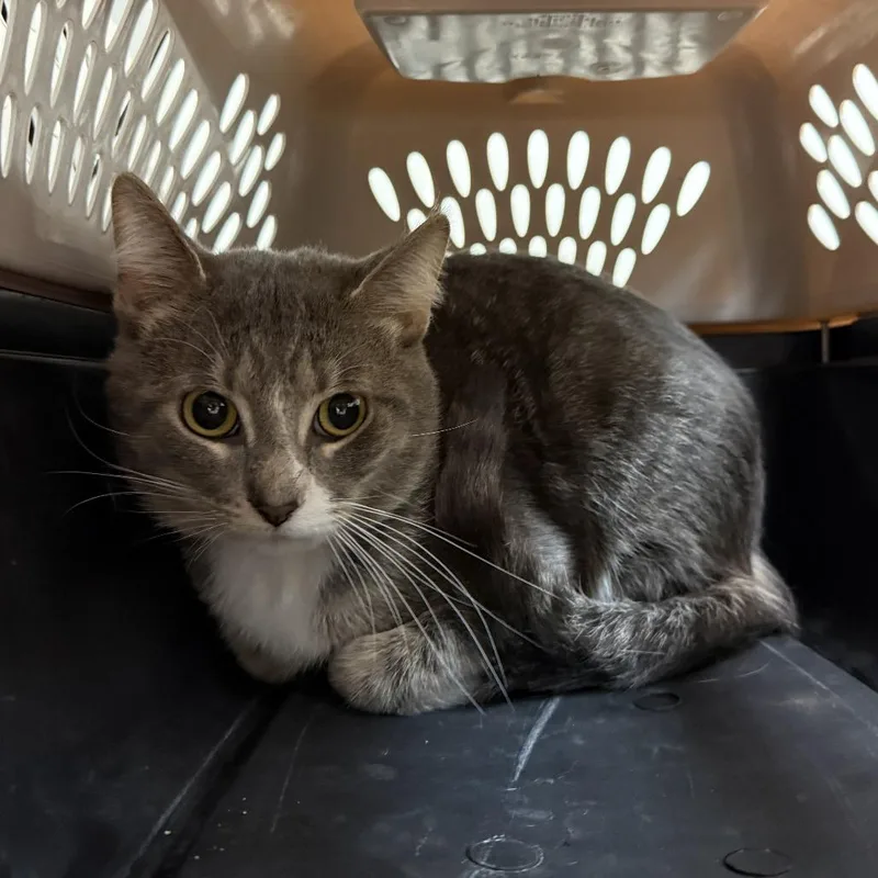 A baby medium-sized male Gray / Blue / Silver Domestic Short Hair cat named Antinous for adoption in Madison, WI