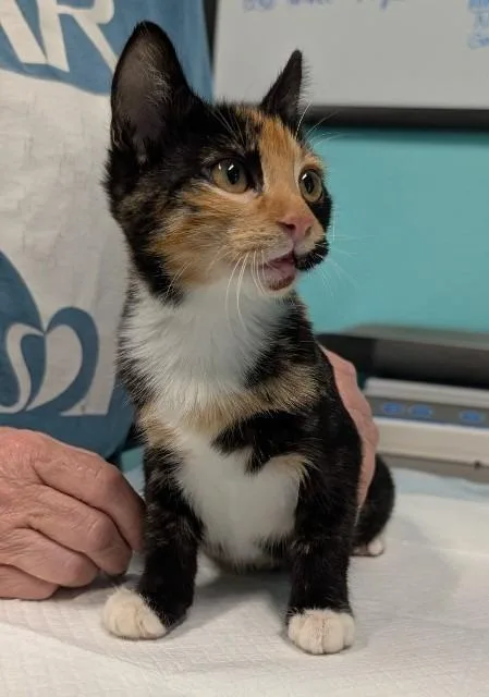 A baby small-sized female Domestic Short Hair cat named Glenda for adoption in Magnolia, TX