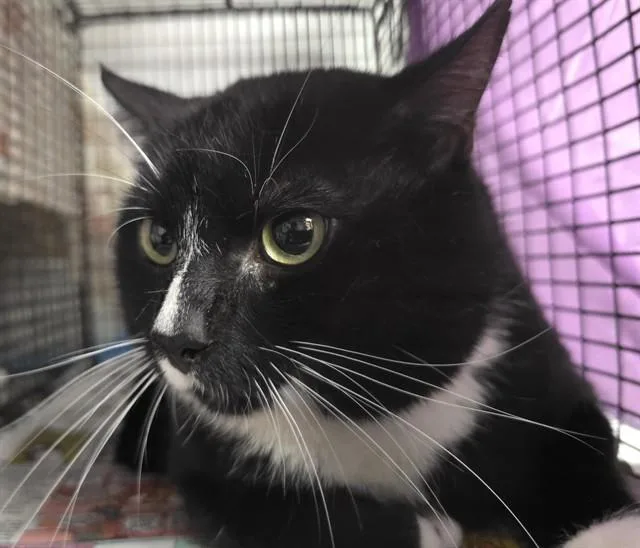 A young large-sized male Domestic Short Hair cat named Marlon for adoption in Fort Lauderdale, FL