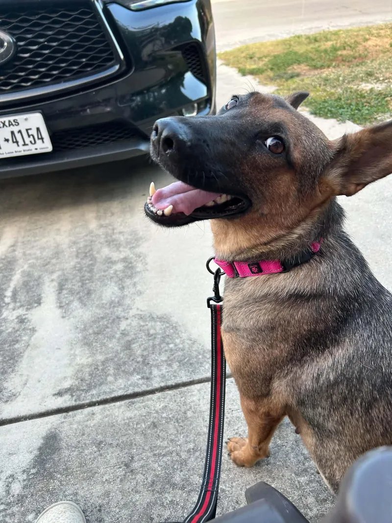 A young medium-sized female German Shepherd Dog dog named Tulip for adoption in Boston, MA