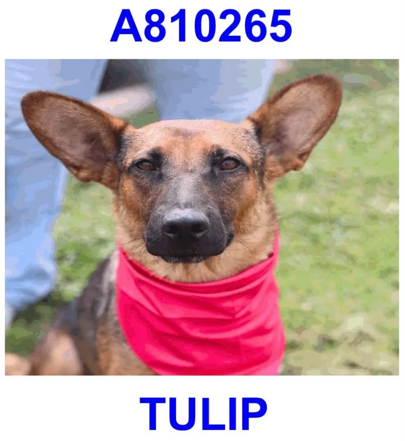 Tulip thumbnail 2