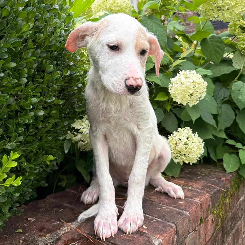 A baby medium-sized female White / Cream Mixed Breed dog named Anna for adoption in Brownsboro, AL