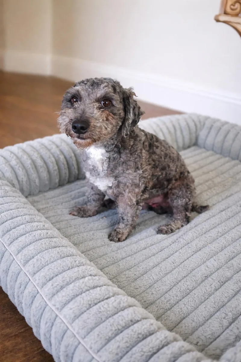 An adult small-sized male Gray / Blue / Silver Schnoodle dog named Reggie for adoption in Houston, TX
